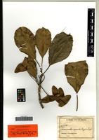 Isolectotype of Terminalia superba Engl. & Diels [family COMBRETACEAE]
