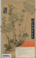 Syntype of Alchemilla subcrenata Buser [family ROSACEAE]