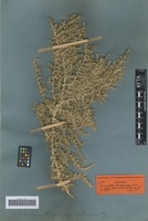 Isotype of Cornulaca korshinskyi Litv. [family CHENOPODIACEAE]