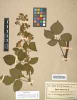 Isotype of Rubus foliosus Weihe & Nees forma rotundifolius Kretzer [family ROSACEAE]