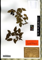 Syntype of Rosa trattinickii Gand. [family ROSACEAE]