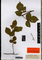 Syntype of Rubus algovicus Caflisch forma latifolius Caflisch ex G. Braun [family ROSACEAE]