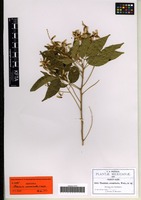 Isotype of Thouinia acuminata S. Watson [family SAPINDACEAE]