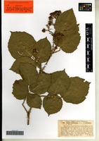 Isotype of Rubus lindleianus Lees forma cordifolius G. Braun [family ROSACEAE]