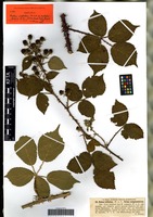 Isotype of Rubus infestus Weihe forma subglandulosus G. Braun [family ROSACEAE]