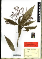 Syntype of Ixora euosmia K. Schum. [family RUBIACEAE]