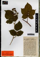Syntype of Rubus dumetorum Weihe forma rotundifolius Maass ex G. Braun [family ROSACEAE]