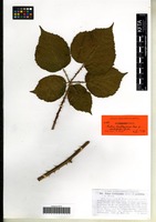 Isotype of Rubus lindleianus Lees forma cordifolius G. Braun [family ROSACEAE]
