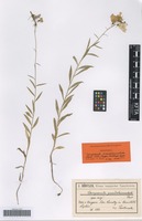 Syntype of Campanula pseudolanceolata Pant. [family CAMPANULACEAE]