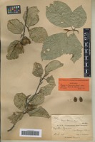 Syntype of Fagus taurica Popl. [family FAGACEAE]