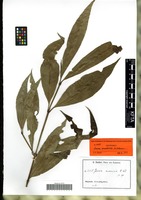 Syntype of Ixora euosmia K. Schum. [family RUBIACEAE]