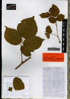Syntype of Rubus dumetorum Weihe forma rotundifolius Maass ex G. Braun [family ROSACEAE]