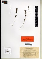 Syntype of Euphrasia tatrae Wettst. [family SCROPHULARIACEAE]
