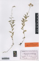 Syntype of Campanula pseudolanceolata Pant. [family CAMPANULACEAE]