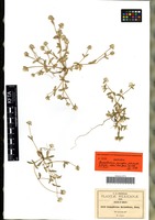 Isotype of Gomphrena pringlei J. M. Coult. & Fisher [family AMARANTHACEAE]