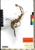 Syntype of Camphorosma vigintimilleis Tineo [family CHENOPODIACEAE]