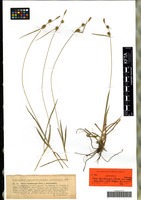Isotype of Carex lepidocarpa Tausch variety laeviculmis Kneuck. [family CYPERACEAE]