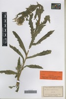 Syntype of Senecio vukotinovicii Schloss. [family ASTERACEAE]