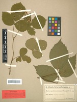 Syntype of Rubus pedemontanus Pinkw. ex Utsch [family ROSACEAE]