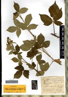 Syntype of Rubus insectifolius Lefèvre & P. J. Müll. forma laevicaulis Schmidely [family ROSACEAE]