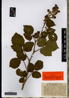 Isotype of Rubus anisacanthos G. Braun [family ROSACEAE]