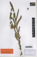 Syntype of Senecio vukotinovicii Schloss. [family ASTERACEAE]