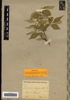 Syntype of Lonicera chrysantha Turcz. ex Ledeb. [family CAPRIFOLIACEAE]