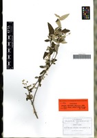 Syntype of Iresine discolor Greenm. [family AMARANTHACEAE]