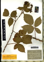 Syntype of Corispermum filifolium C. A. Mey. ex A. K. Becker [family CHENOPODIACEAE]