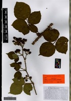 Isotype of Rubus anisacanthos G. Braun [family ROSACEAE]
