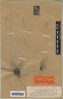 Syntype of Festuca ovina L. species rutila Hack. [family POACEAE]