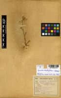 Filed as Vernonia meiostephana C.Jeffrey [family ASTERACEAE]