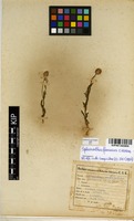 Filed as Sphaeranthus flexuosus O.Hoffm. [family ASTERACEAE]