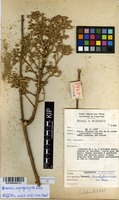 Filed as Vernonia suprafastigiata Klatt [family ASTERACEAE]