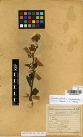 Filed as Crassocephalum crepidioides (Benth.) S.Moore [family ASTERACEAE]