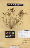 Filed as Boophone disticha (L.f.) Herb. [family AMARYLLIDACEAE]