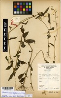 Filed as Vernonia meiostephana C.Jeffrey [family ASTERACEAE]