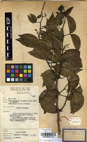 Filed as Guibourtia coleosperma (Benth.) J.Leonard [family CAESALPINIACEAE]