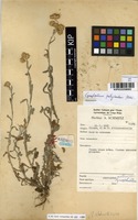 Filed as Gnaphalium polycaulon Pers. [family ASTERACEAE]
