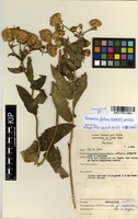 Filed as Vernonia glabra (Steetz) Vatke [family ASTERACEAE]
