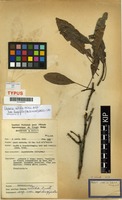 Isotype of Uapaca nitida Mull.Arg. f. longifolia P.A.Duvign. [family EUPHORBIACEAE]