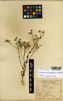 Filed as Vernonia meiostephana C.Jeffrey [family ASTERACEAE]