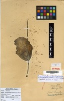 Isotype of Amorphophallus petitianus Malaisse & Bamps [family ARACEAE]