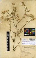 Filed as Vernonia meiostephana C.Jeffrey [family ASTERACEAE]