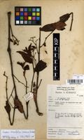 Filed as Cissus cornifolia (Baker) Planch. [family VITACEAE]