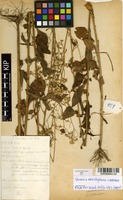 Filed as Vernonia meiostephana C.Jeffrey [family ASTERACEAE]