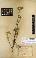 Filed as Vernonia meiostephana C.Jeffrey [family ASTERACEAE]