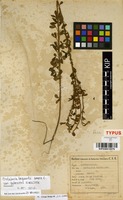Paratype of Crotalaria bequaertii Baker f. var. pubescens R.Wilczek [family FABACEAE]