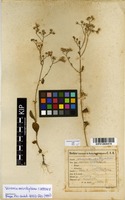 Filed as Vernonia meiostephana C.Jeffrey [family ASTERACEAE]