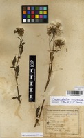 Filed as Crassocephalum crepidioides (Benth.) S.Moore [family ASTERACEAE]